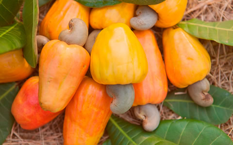 Fruit